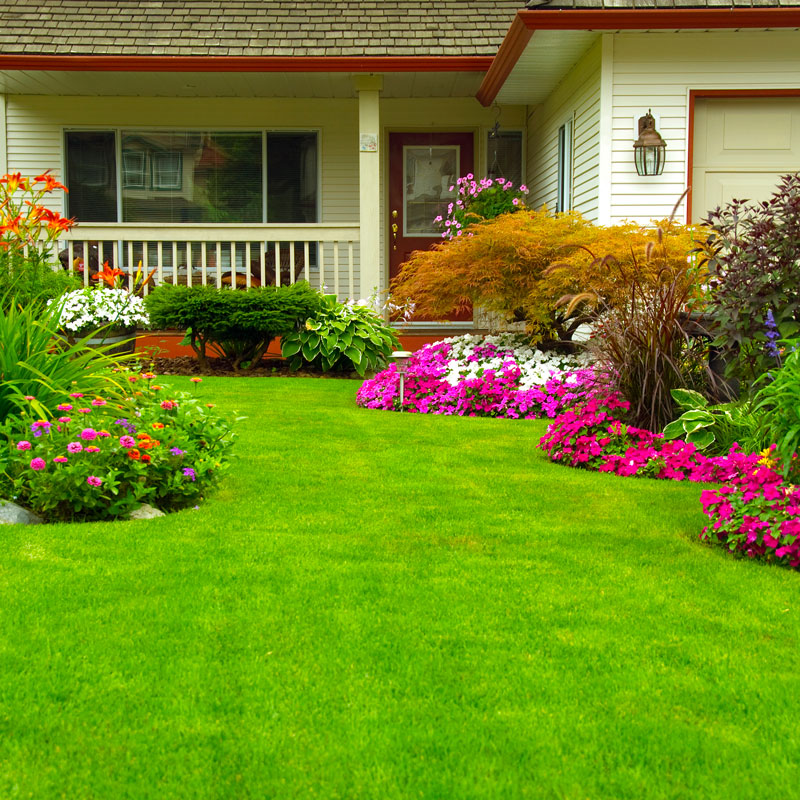 fresh mowed grass
