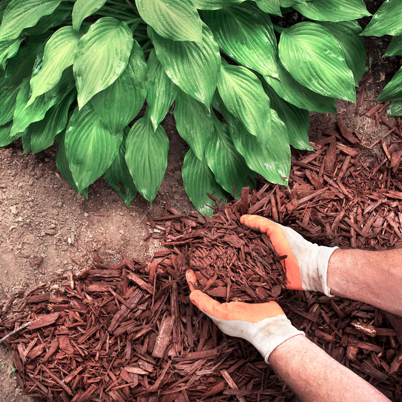 hands with mulch
