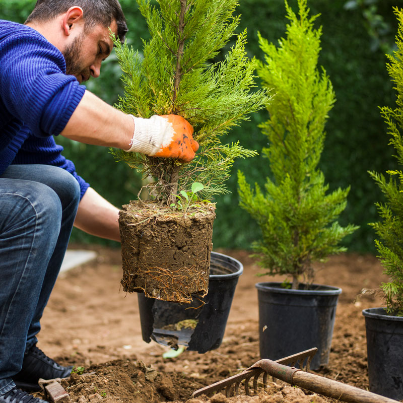 man transplanting flowers